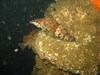 Photo of Oxylebius pictus